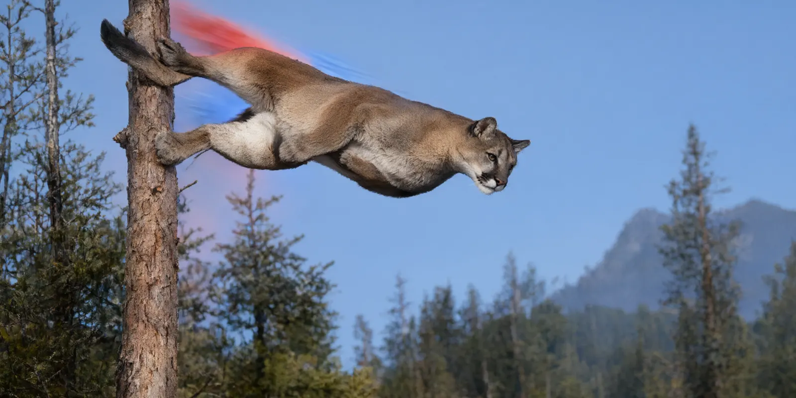 Puma launching off a pine trunk into a blue mountain sky