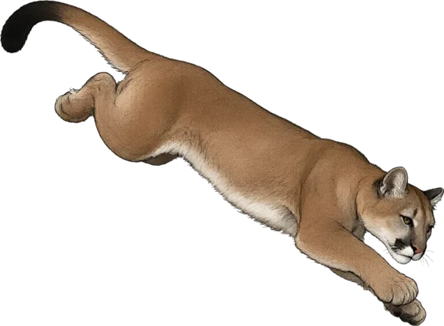 Puma mid-leap